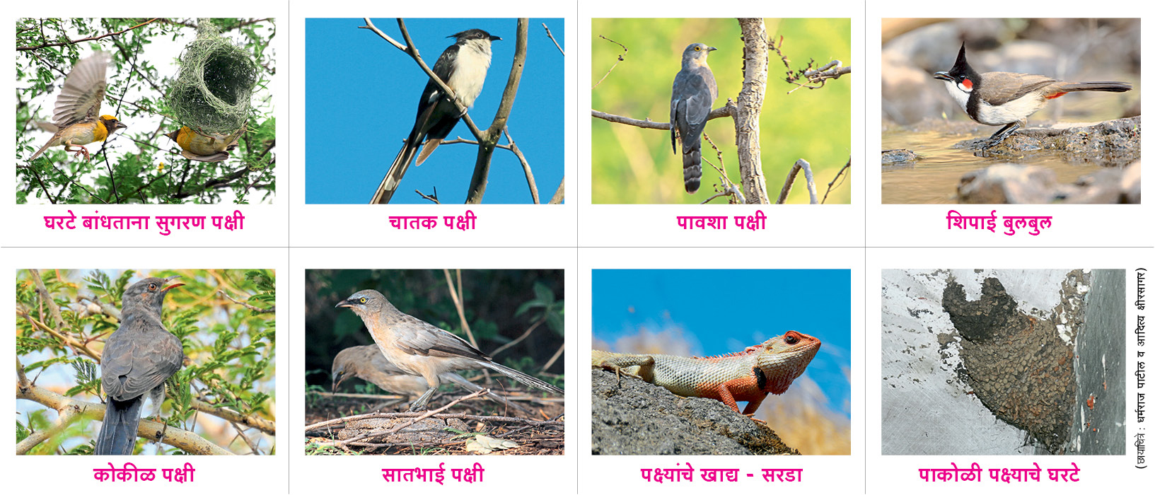 sakal saptahik birds cover story dharmaraj patil marathi article saptahik sakal saptahik sakal